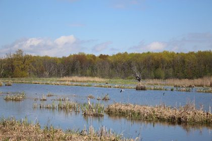 Артемовские луга — водно-болотные угодья